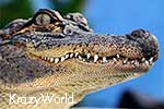 Krazy World Crocodile